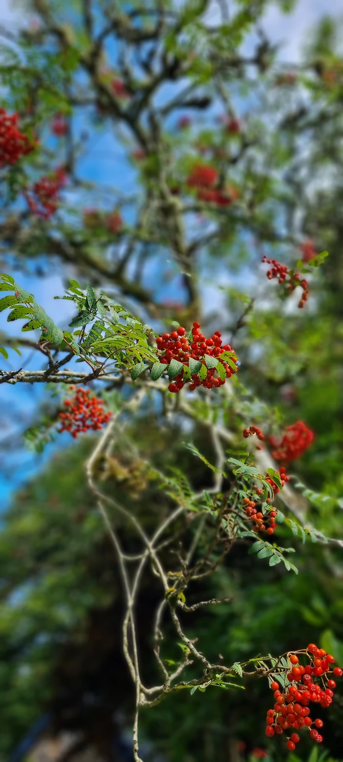 The Enchantress of the Woods: Dunollie’s Rowan Tree